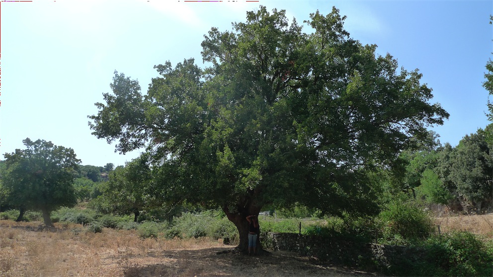 Acero minore - Acer monspessulanum